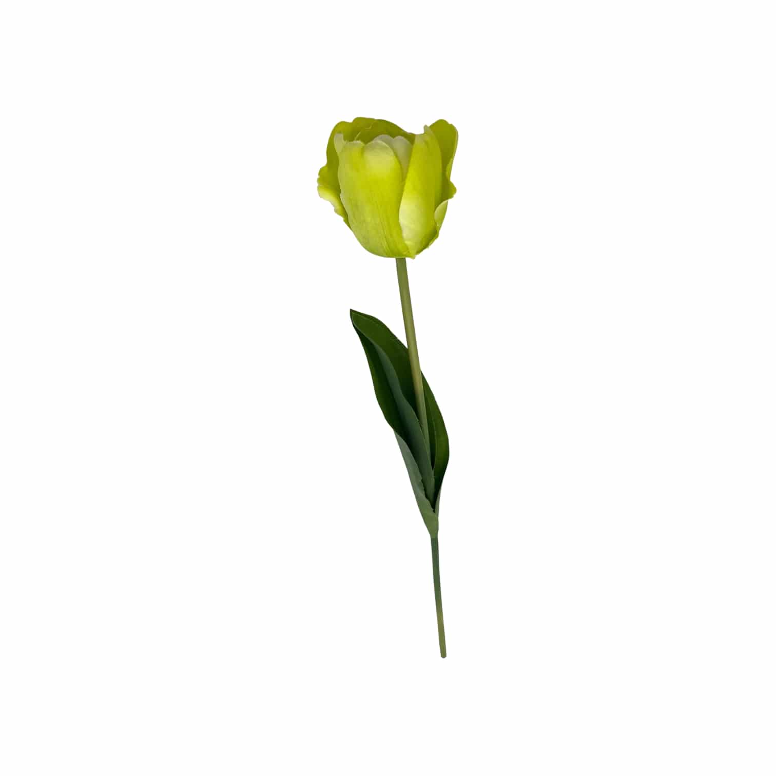 Tulpe grün-gelb