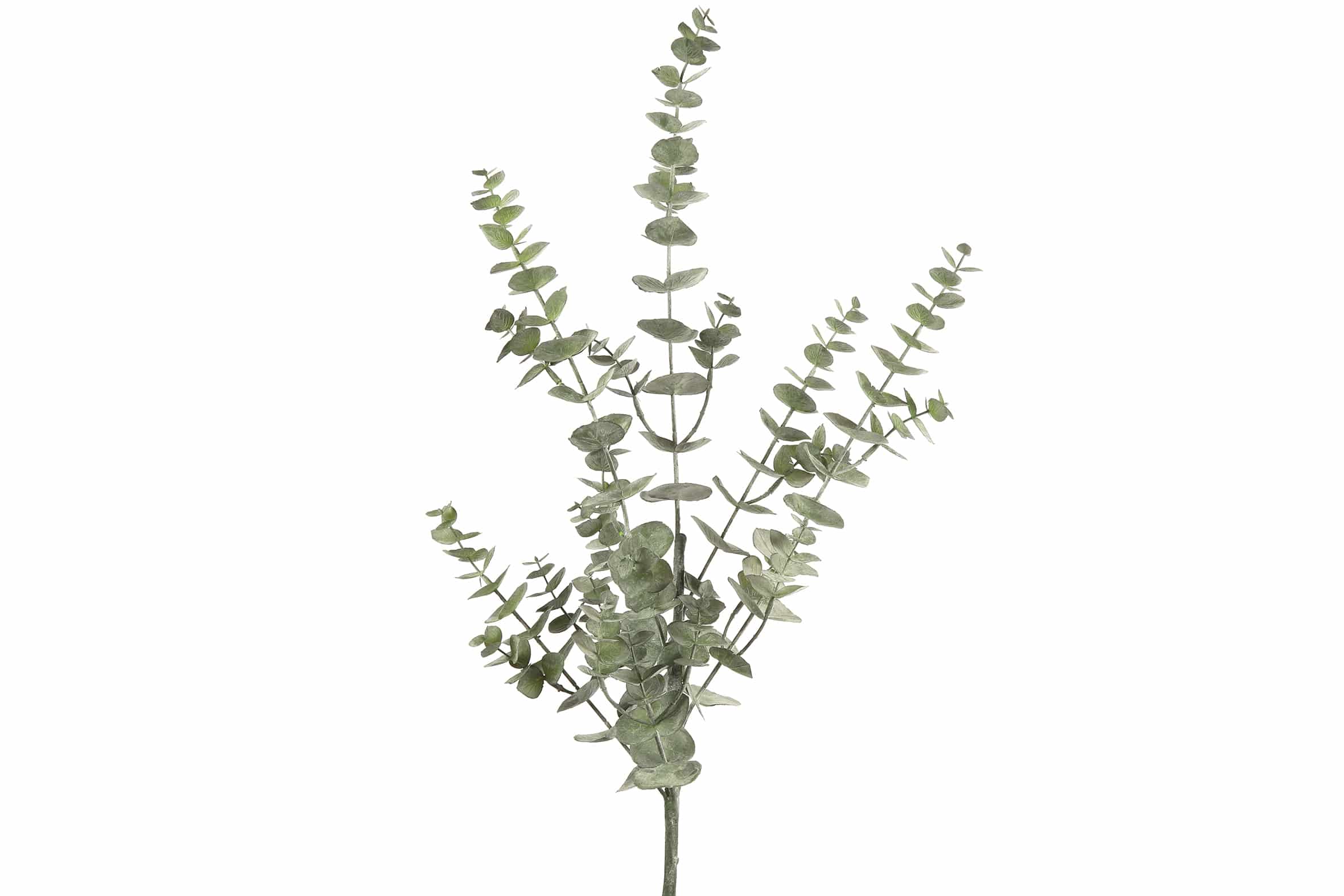 Eukalyptus grün - Gr. L