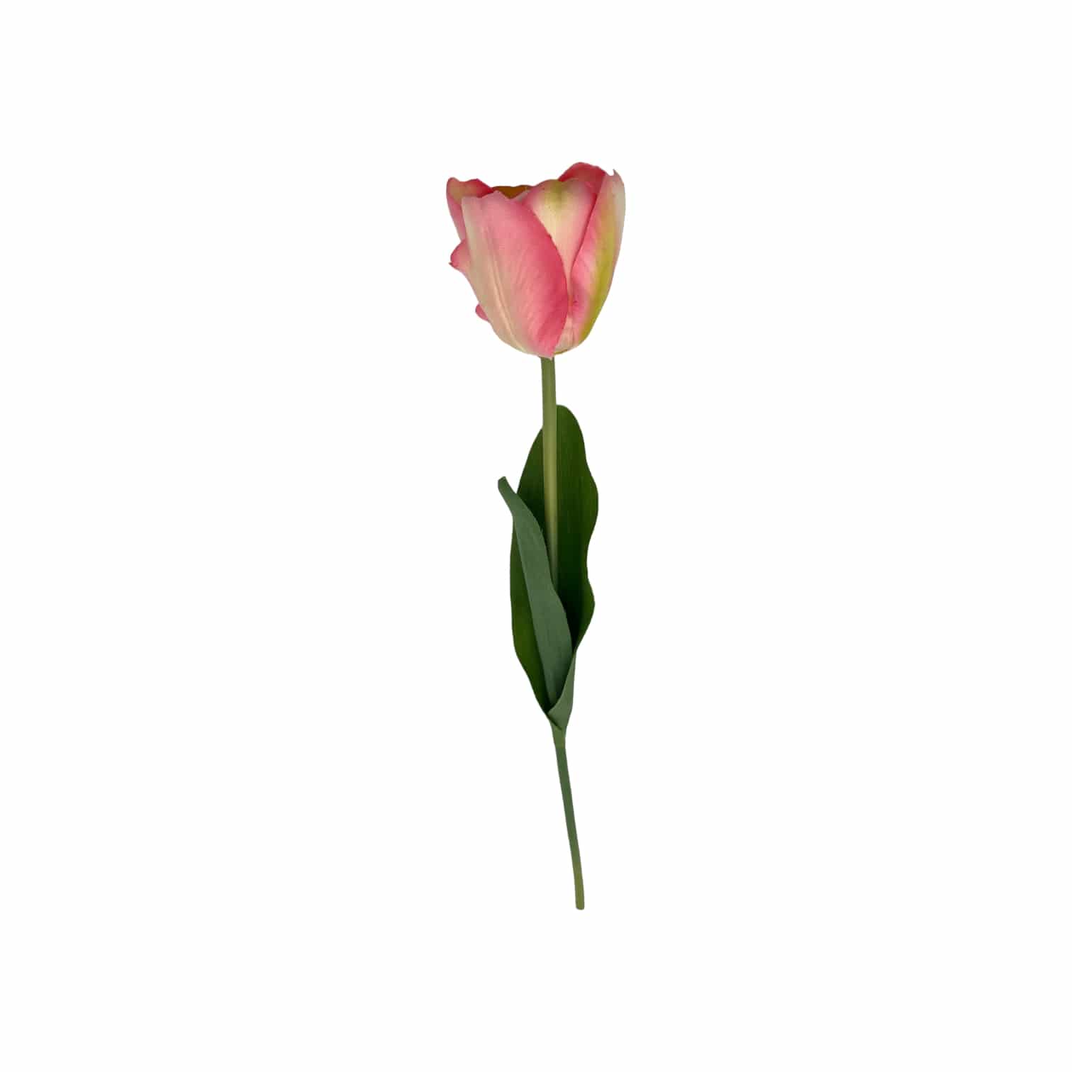 Tulpe rosa