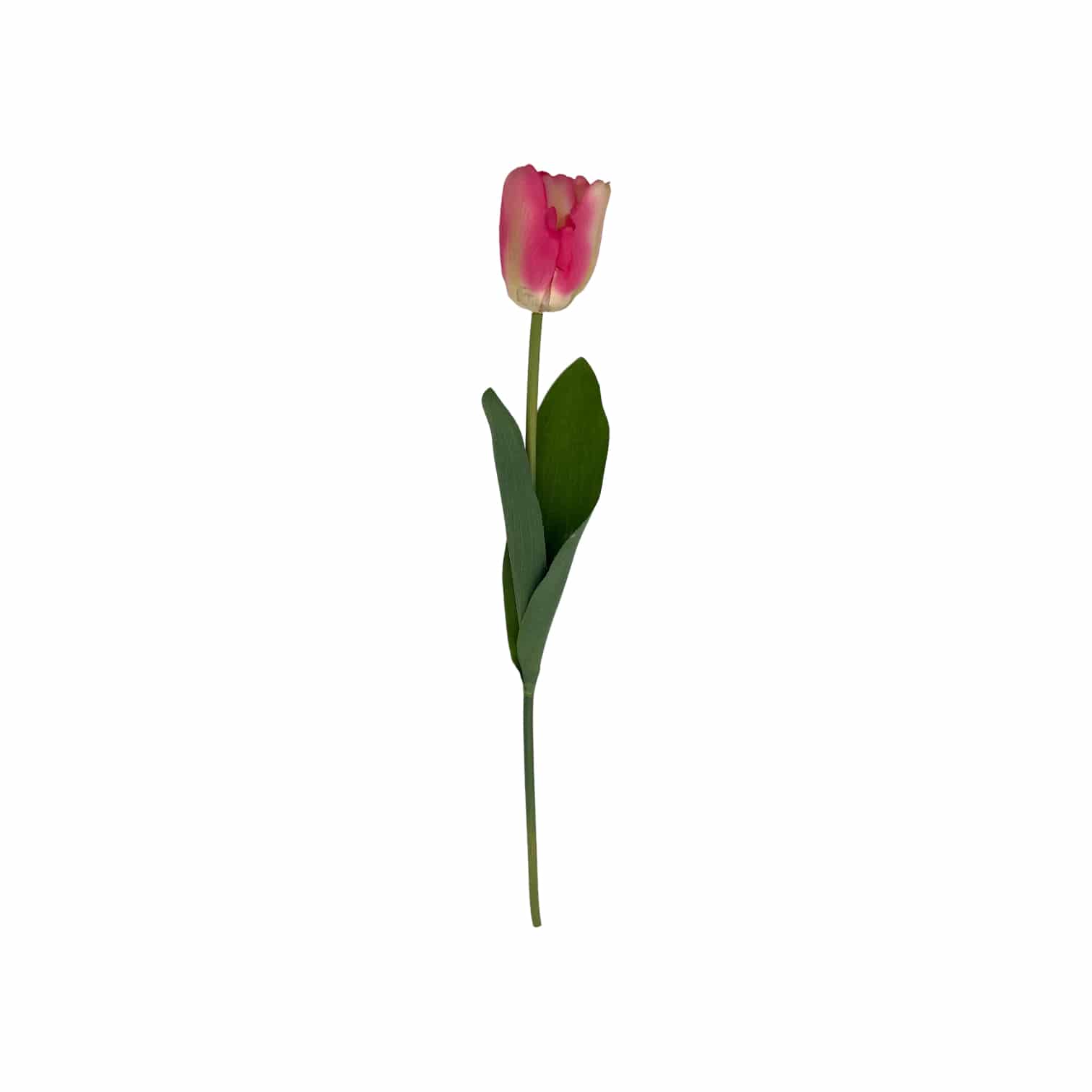 Tulpe pink