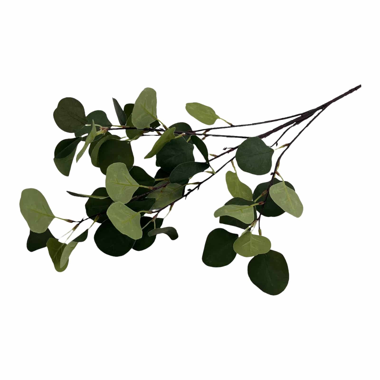 Eukalyptus grün