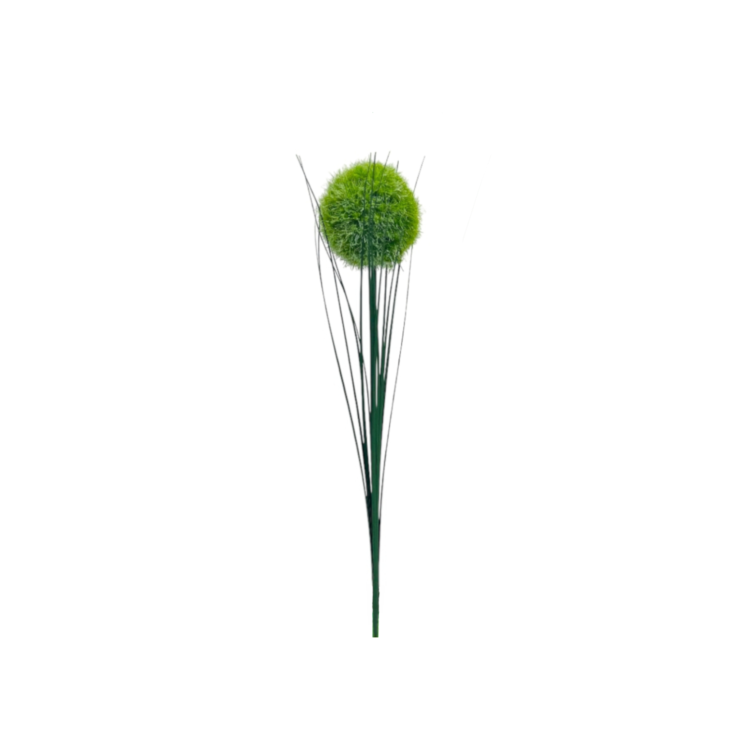 Deko-Zierlauch "Allium"